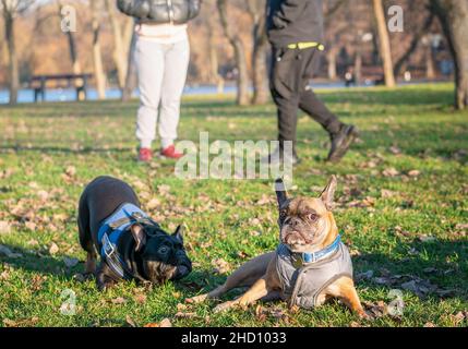 Two french bulldogs playing on the green grass in the park. Stock Photo
