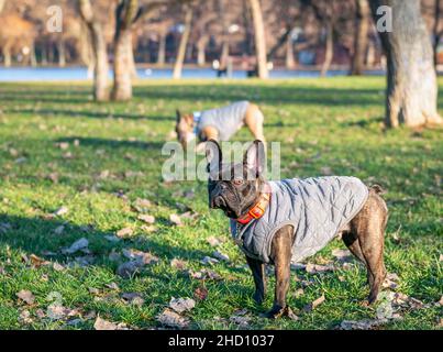 Two french bulldogs playing on the green grass in the park. Stock Photo