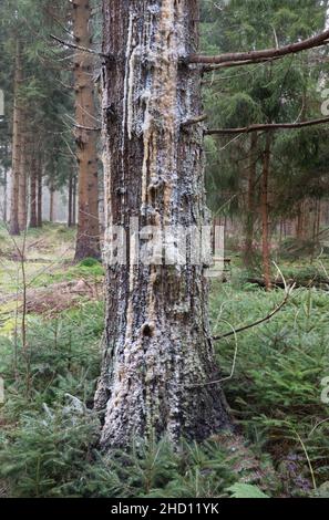 Resin drips from a diseased pine tree, affected by a fungus Stock Photo