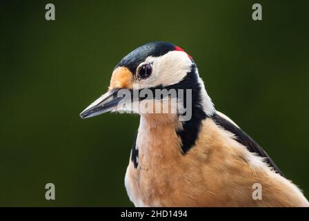 Great Spotted Woodpecker - Dendrocopos major, beautiful colored woodpecker from European forests and woodlands, Zlin, Czech Republic. Stock Photo