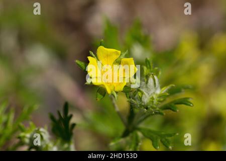 Hoary cinquefoil (Potentilla argentea) Stock Photo