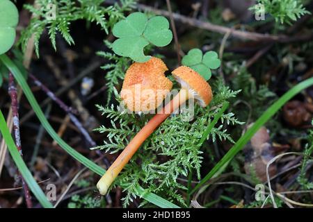 Hygrocybe miniata, also called Hygrophorus miniatus and Pseudohygrocybe miniata, commonly known as the vermilion waxcap, wild mushroom from Finland Stock Photo