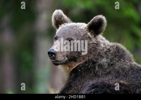 Even bears sometimes sit down for a moment and think about meaning of the  life. Stock Photo