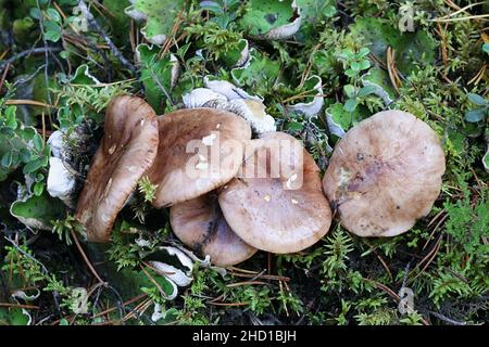 Tricholoma pessundatum, a poisonous knight mushroom from Finland, no common English name Stock Photo