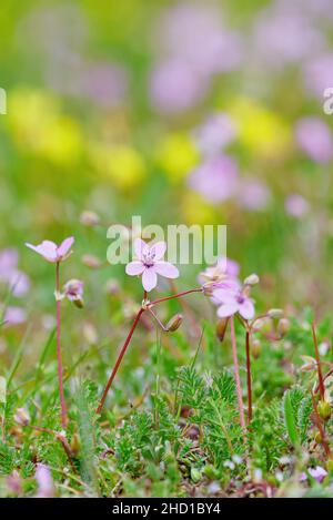 Flowers on a meadow with blured background Stock Photo