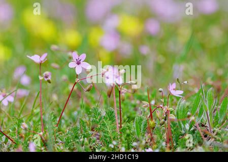 Flowers on a meadow with blured background Stock Photo