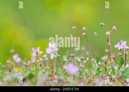 Flowers on a meadow with blured background Stock Photo