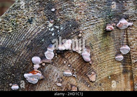 Fomitopsis rosea, also called Polyporus roseus, commonly known as rose bracket, wild polypore from Finland Stock Photo