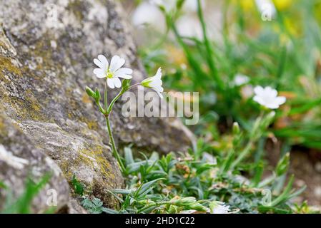 Flowers on a meadow with blured background Stock Photo
