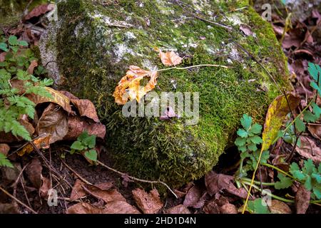 Moss-covered stone in forest against background of fallen autumn leaves. Green moss texture in nature. Close-up. Selective focus. Stock Photo