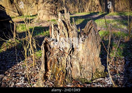 Old rotten half-ruined stump against background of spring forest in rays of setting sun. Stump is sprinkled with dry willow leaves on top. Close-up. S Stock Photo