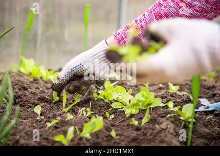 close up of hands of gardener working in greenhouse, care about young sprouts Stock Photo