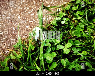 soap bubble with white glare lies on green grass Stock Photo