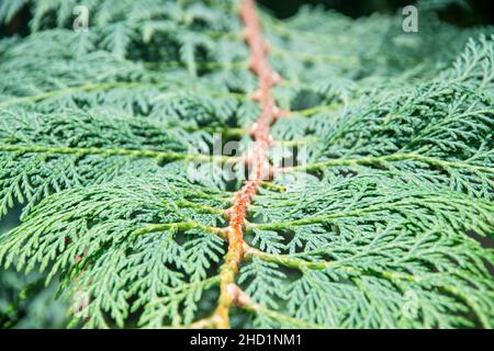 Close-up of the green branches of thuja. Selective focus. Ornamental plant Stock Photo