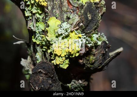 Green and yellow lichen on a branch, in the garden in winter. Stock Photo
