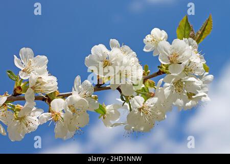 Cherry tree branch in bloom at a garden on blue sky background. Stock Photo