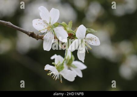 Cherry tree branch in bloom at a garden. Stock Photo