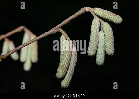 Male hazel inflorescences in winter on a dark background. Close-up. Stock Photo