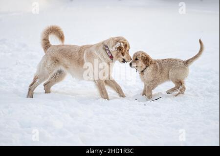two golden retrievers run and play in the white snow Stock Photo