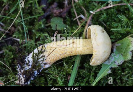 Fungus - Sulphur Knight (Tricholoma sulphureum) with a carbolic soap smell! Stock Photo