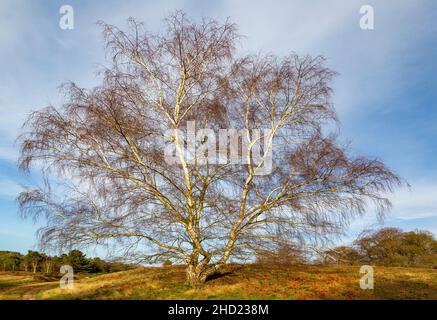 Leafless single deciduous silver birch tree, Betula pendula, on heathland, Sutton Heath, Suffolk, England, UK Stock Photo