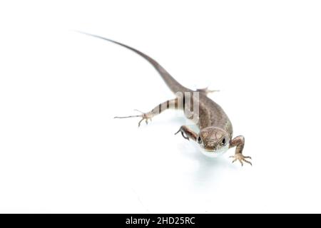 Brown lizard on white isolated background. Stock Photo