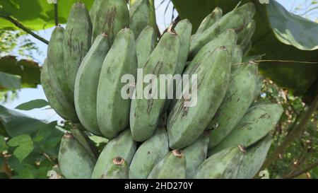 Extreme close up of growing Ash plantain fruits on a plantain tree Stock Photo