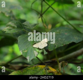 Angled view of a cream colored moth on top of a wild leaflet Stock Photo