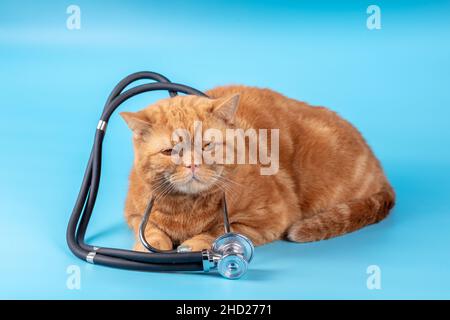 Ginger British shorthair cat with phonendoscope lying on blue background. Medical concept Stock Photo