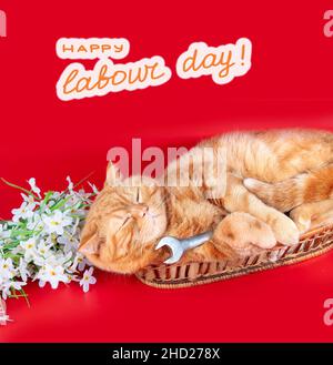 gray cat relaxing on a flower-box Stock Photo - Alamy