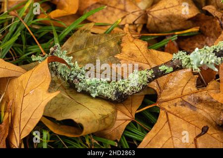 Close up of green lichens growing on a fallen branch on the forest floor during Autumn, England, UK Stock Photo