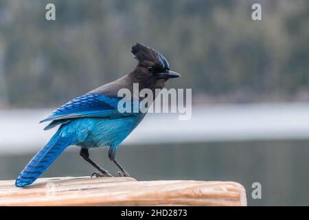 Closeup shot of a blue Steller's jay on a blurred background Stock Photo