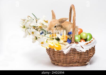 A fluffy Easter rabbit sits in a basket, Easter-colored eggs and flowers daffodils on a minimalist white background to copy space for text banner. Stock Photo