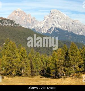 View of larch wood and Le Tofane Gruppe, Dolomiti, Italy Stock Photo