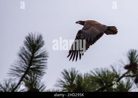 Juvenile bald eagle flying by a pine tree near Baum Lake in Shasta County, California, USA on an overcast day. Stock Photo