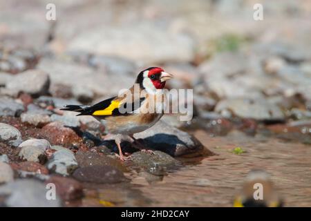 An adult male European Goldfinch (Carduelis carduelis) drinking from a puddle on the Greek island of Lesvos in spring Stock Photo