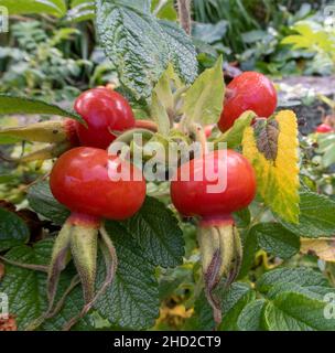 Large bright red rose hips, rogosa, rosehips on a rose bush. Stock Photo
