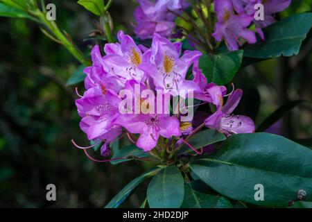 Spring blossom of purple phododendron flowers, evergreen decorative plant. Stock Photo