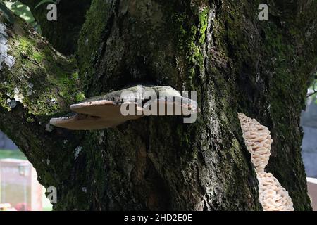 Phellinus igniarius, known as  willow bracket, or fire sponge, wild polypore from Finland Stock Photo