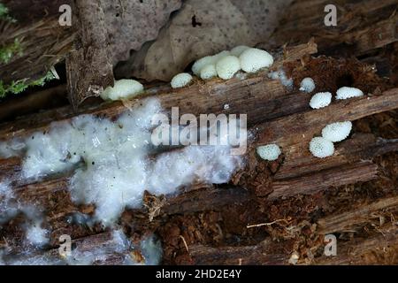 Ceratiomyxa  porioides, also called Ceratiomyxa fructiculosa var. porioides, commonly known as Coral slime mold Stock Photo