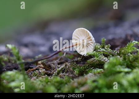 Marasmius rotula, known as pinwheel mushroom, pinwheel marasmius, little wheel,  collared parachute, or horse hair fungus, wild mushroom from Finland Stock Photo