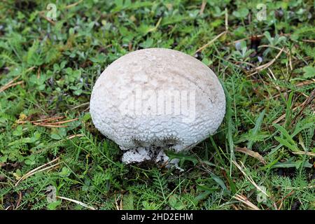 Lycoperdon utriforme, also called Calvatia caelata and Handkea utriformis, commonly known as mosaic puffball, wild fungus from Finland Stock Photo