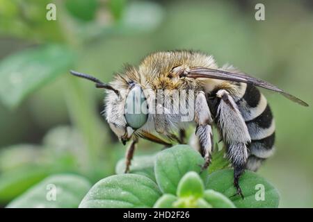 Closeup on a fluffy , hairy , cute, Mediterranean, white cheeked diger bee, Amegilla albigena, sitting on top of a green leaf, in Southern France Stock Photo
