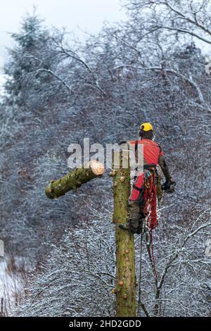 Arborist in safety harness cutting spruce with chainsaw from height. Removing trees in winter. Dangerous work. Safety. Stock Photo