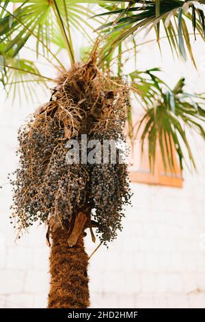 Dark blue bunches of dates on a palm tree against the backdrop of a building wall. Close-up Stock Photo