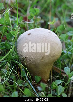 Lycoperdon molle, commonly known as the smooth puffball or the soft puffball, wild fungus from Finland Stock Photo