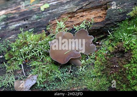 Pseudohydnum gelatinosum, known as toothed jelly fungus, false hedgehog mushroom, cat's tongue, and white jelly mushroom Stock Photo