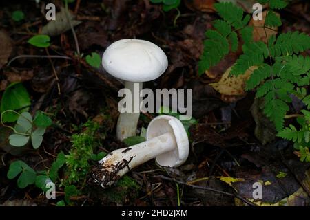 Tricholoma stiparophyllum, known as chemical knight, wild mushroom from Finland Stock Photo