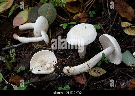 Tricholoma stiparophyllum, known as chemical knight, wild mushroom from Finland Stock Photo