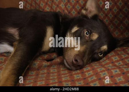 Australian kelpie and border collie cross dog. Stock Photo